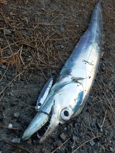 濁り潮の夕マヅメ