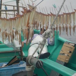 スルメイカ68杯