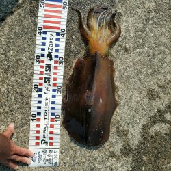 春アオリイカ狙い