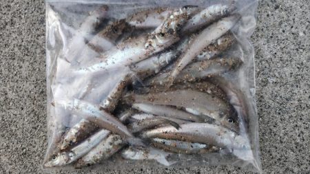 片男波海浜キス釣り