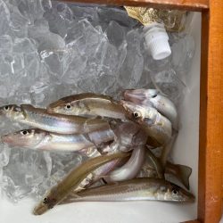 今日は小型メインでした