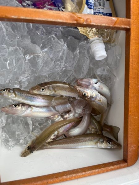 今日は小型メインでした