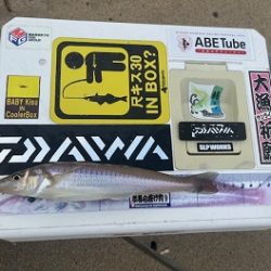 朝だけの短時間釣行でした