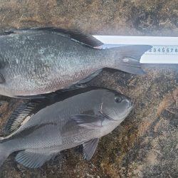 和歌山市江(吉丸渡船)の磯で夜釣り