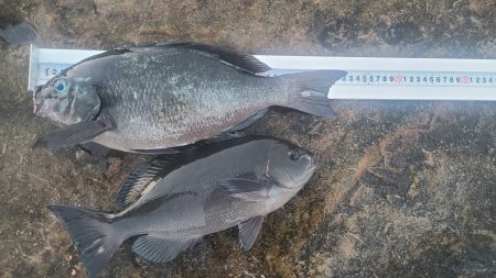 和歌山市江（吉丸渡船）の磯で夜釣り