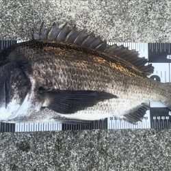 洲本川朝マズメ