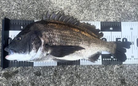 洲本川朝マズメ