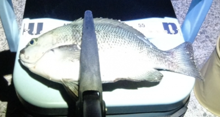 流行？のグレング！ようやく釣れた！