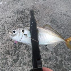 久々のアジング