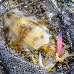 みなべ周辺ランガン釣行