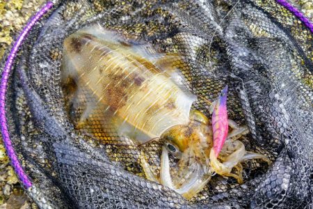 みなべ周辺ランガン釣行