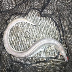 ハモやないかい