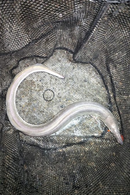 ハモやないかい