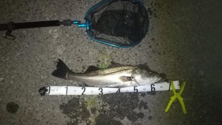 アジの居ないタイミング