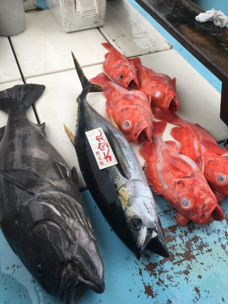 アブラボウズ　アコウダイ　ライトタックル　…