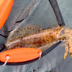 アオリ時々ほぼチビガシラ