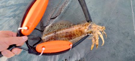 アオリ時々ほぼチビガシラ