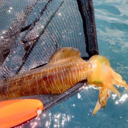 シーズン終盤エギング