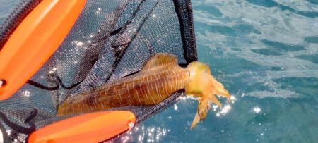 シーズン終盤エギング