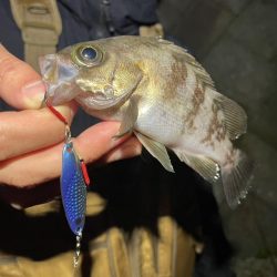 メバル×スプーン×敷石