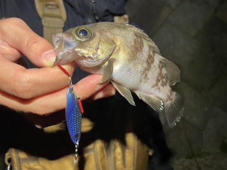 メバル×スプーン×敷石