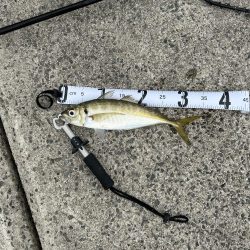 なんとか釣れた