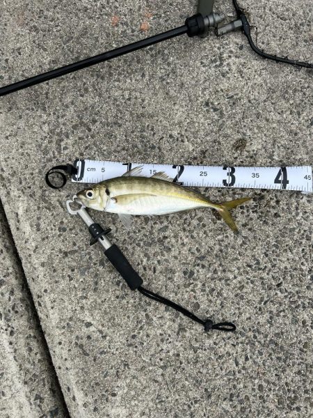 なんとか釣れた