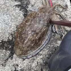 コウイカエギング