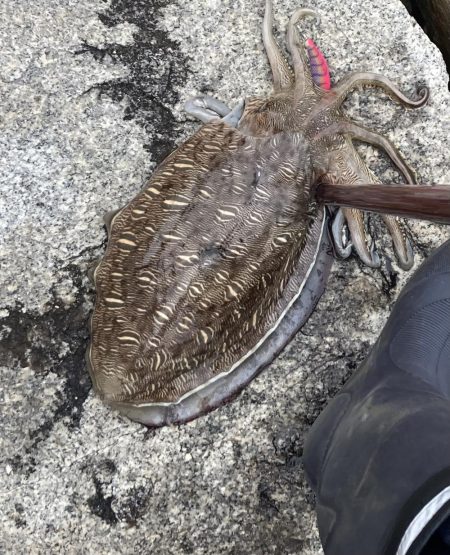 コウイカエギング