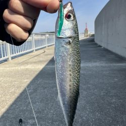 アジングでゴマサバ