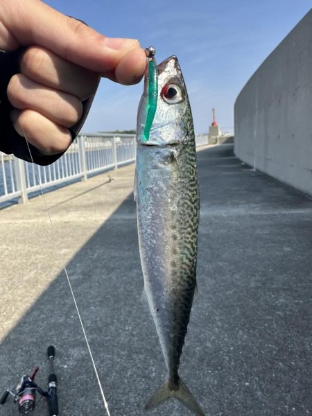 アジングでゴマサバ