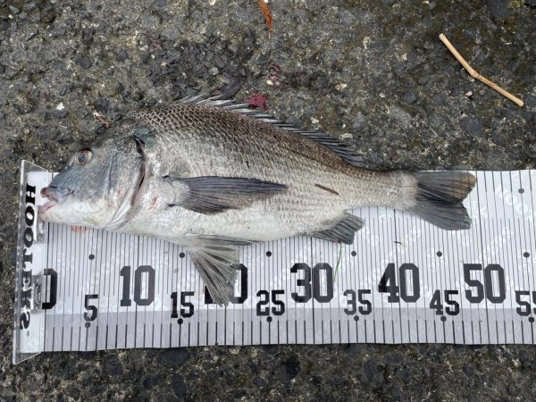 イチノ兄弟、釣果！