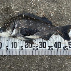 イチノ兄弟、釣果！