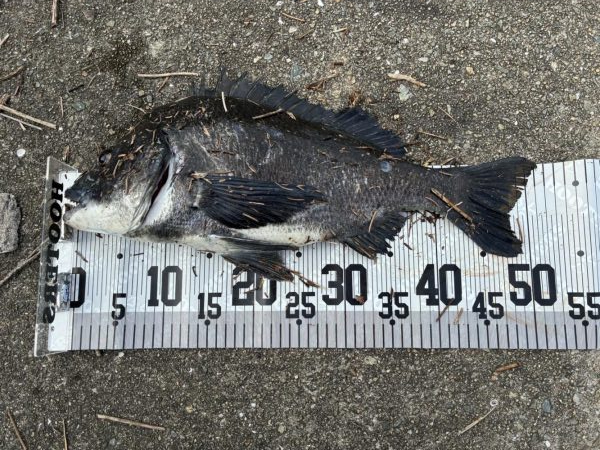 イチノ兄弟、釣果！