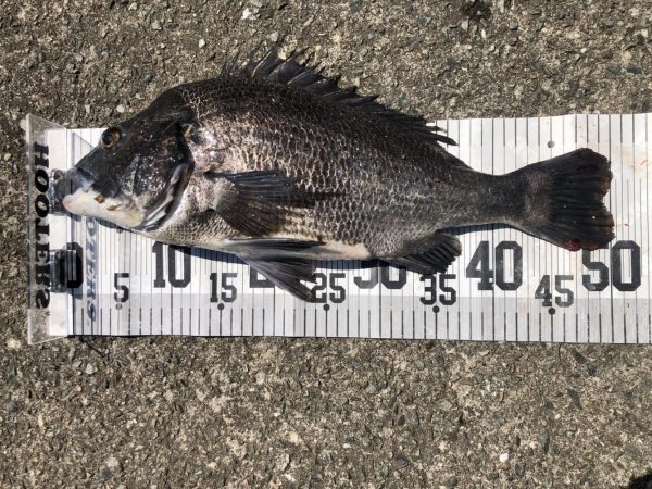 イチノ兄弟、釣果！