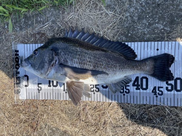 イチノ兄弟、釣果！