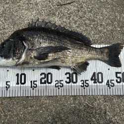 イチノ兄弟、釣果!