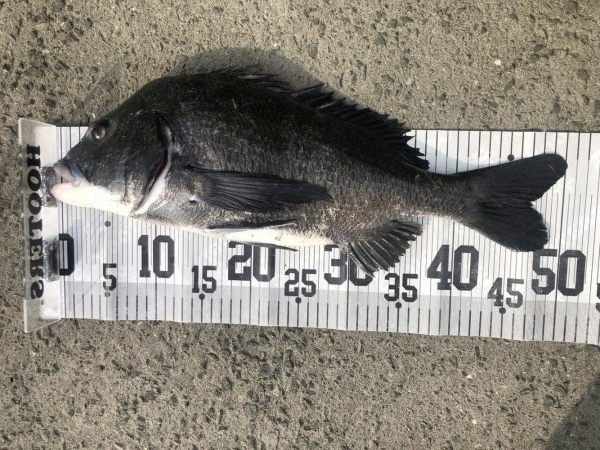 イチノ兄弟、釣果！