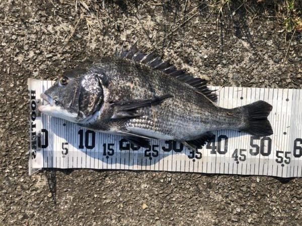 イチノ兄弟、釣果！