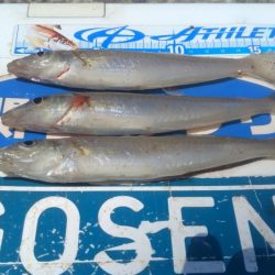 播磨新島のキス調査9