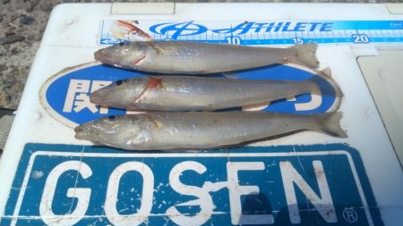 播磨新島のキス調査９