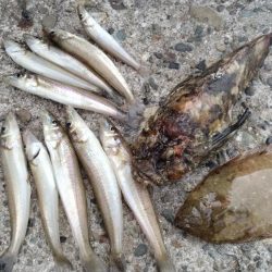 播磨新島のキス調査