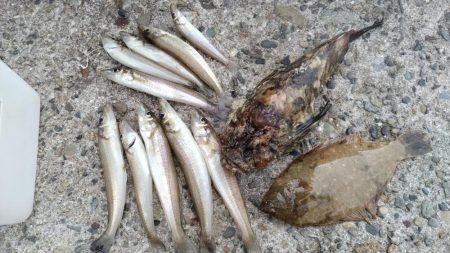 播磨新島のキス調査