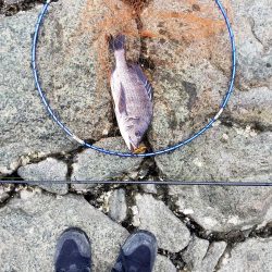 ようやく釣れた。