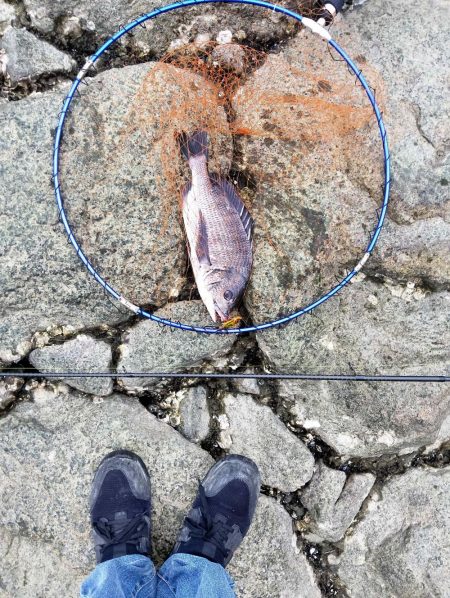 ようやく釣れた。