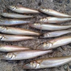 播磨新島のキス情報