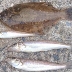 播磨新島のキス調査