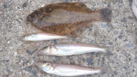 播磨新島のキス調査