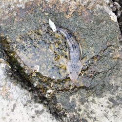 一瞬で終わった釣行、ビデオカメラもセットする間がない…しかもスレ