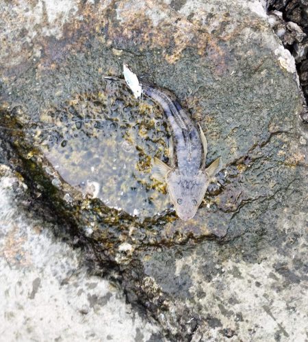 一瞬で終わった釣行、ビデオカメラもセットす…